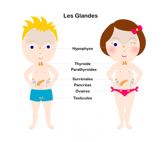 Glandes